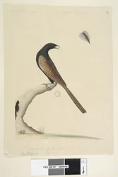 Sida 47. Centropus. i nedre mitten i annan hand. Denna fågel är ungefär lika stor som den engelska fasanen. Dras 1/3 av natl. storlek. Fasan Coucal Centropus phasianinus, 1791-92