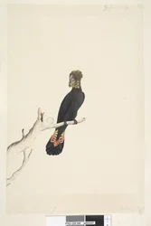 Sida 48. Svart kakadua. Längst ned till vänster, med annan handstil: Förminskad i skala till 1/3 av naturlig storlek. Glanssvart kakadua Calyptorhynchus lathami, hona, 1791-92
