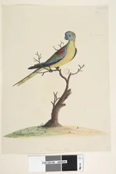 Sida 49. War,ran. i nedre mitten i olika hand Naturlig storlek. Turkos papegoja Neophema pulchella, hane, 1791-92