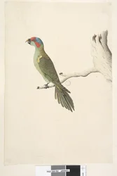 Sida 52. Naturlig storlek Mysk Lorikeet Glossopsitta concolor, 1791-92