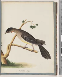 Sida 55. Red Wattlebird. Merops carunculatus