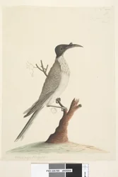 Sida 55. Wer,gan eller Friaren. nere till vänster i en annan hand Meliphaga Phrygia. i nedre mitten i tredje hand Naturlig storlek Noisy Friarbird Philemon corniculatus, 1791-92