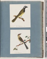 Sida 56. Oidentifierad fågel. Turdus leucotis. 57. Rödbrynad fink. Turdus ny