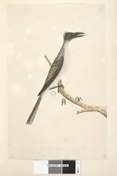Sida 57. Januari. Naturlig storlek, antas vara en ung fågel Noisy Friarbird Philemon corniculatus, 1791-92