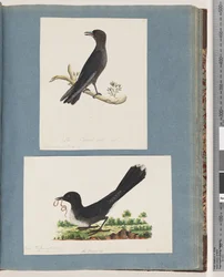Sida 58. Oidentifierad fågel. Turdus. 59. Oidentifierad fågel. Turdus