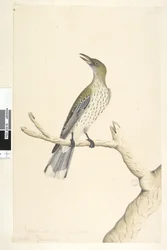 Sida 5. Oriolus mimetis. ovan titel i annan hand Naturlig storlek. Juli, iris tveksam oliv, ryggad Oriole Oriolus sagittatus, 1791-92