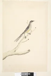 Sida 60. Juni. Minskad i skala till hälften av den naturliga storleken Red Wattle, Bird Anthochaera carunculata, 1791-92