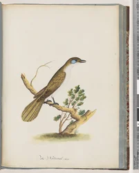 Sida 61. Blue-faced Honeyeater. Turdus cyanoris. Blåkindad trast