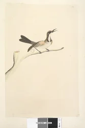 Sida 63. Maj. Naturlig storlek Tawny Crowned Honeyeater Phylidonyris melanops, 1791-92