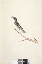 Sida 65. Maj, naturlig storlek Yellow Winged Honeyeater New Holland, 1791-92