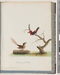 Sida 66. 1. Scarlet honungsätare. Certhia/Honeyeater/orientale. 2. Oidentifierad fågel. Muscicapa malachura