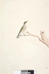 Sida 66. Augusti. Naturlig storlek Grå, Silvereye Zosterops lateralis, 1791-92