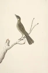 Sida 68. Naturlig storlek, August Lewin Honeyeater Meliphaga Lewinii, 1791-92