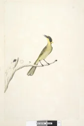 Page 69. Natural size. Iris doubtfull Yellow, Tufted Honeyeater Lichenostomus melanops, 1791-92