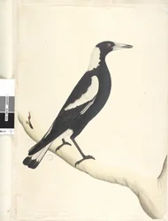 Sida 6. Barita. ovan titel i annan hand maj. Naturlig storlek Svart, Ryggskata Gymnorhina tibicen, 1791-92
