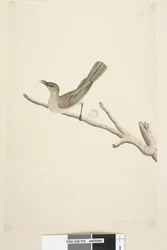 Sida 70. Naturlig storlek. August Fuscous honungsätare Lichenostomus fuscus, 1791-92