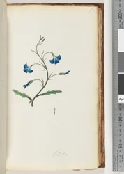 Sida 72. Lobelia
