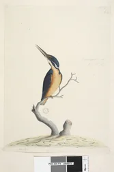 Sida 74. Ter,re,a,mar eller King Fisher. nere till vänster i annan hand Alcedo. i nedre mitten i tredje hand Naturlig storlek Azure Kingfisher Alyone azurea, 1791-92