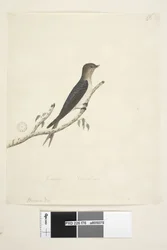 Sida 76. Hirundo. i nedre mitten i annan hand Januari Naturlig storlek Welcome Swallow Hirundo neoxena, 1791-92