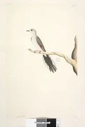 Sida 80. Columba. ovan titel i annan hand maj. Naturlig storlek Diamond Dove Geopelia cuneata, 1791-92