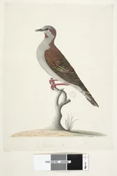 Sida 83. Bronsvingad duva. i nedre mitten i annan hand Naturlig storlek Borste Bronzewing Pigeon Phaps elegans, 1791-92