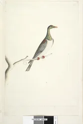 Sida 84. Pidgeon of Norfolk Island ritad i skala 1/2 av naturlig storlek. Iris tvivlande Norfolk Island Pigeon Hemiphaga novaeseelandiae spadicea, 1791-92