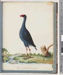 Sida 84. Lila Träsk. Lila Gallinule