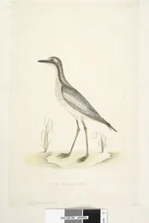Sida 85. Oedicnemus. i nedre mitten i annan hand 1/2 den naturliga storleken Southern Stone, Curlew Burhinus magnirostris, 1791-92