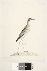 Sida 86. En nattfågel. Oedicnemus. längs nedre kant i annan hand Denna fågel mätt från spetsen av näbben till ytterkanten. av midl. tå 30 tum Southern Stone, Curlew Burhinus magnirostris, 1791-92