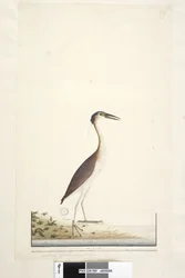 Sida 89. Ardea ..?.. Nankeen Night, Heron Nycticorax caledonicus, 1791-92