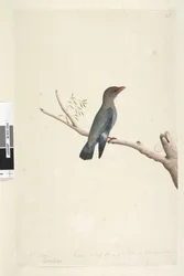 Sida 8. Coraciae. längs nedre kanten i olika hand oktober. Minskad till hälften så stor som fågeln togs teckningen från Dollar, Bird Eurystomus orientalis, 1791-92