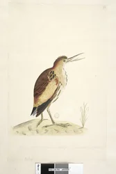 Sida 90. Ardea. längs nedre kanten i annan hand Storleken på fågeln som teckningen togs från, som kunde sträcka ut halsen fyra tum lång Lilla bittern Ixobrychus minutus, 1791-92