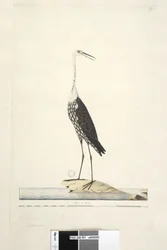 Sida 91. Ciconia. ovan titel i annan hand December, iris tvivelaktig Vit, Halshäger Ardea pacifica Notophoyx pacifica, 1791-92