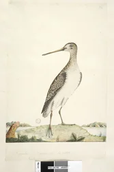 Sida 92. Scolopax. ovan titel i annan hand december. Naturlig storlek, iris tveksam japansk snipa Gallinago hardwickii, 1791-92