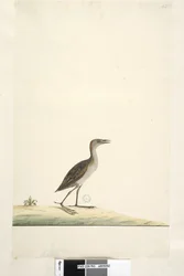 Sida 93. Rallus. ovan titel i annan hand augusti. Naturlig storlek Marsh Crake Porzana pusilla, 1791-92