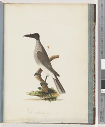Sida 95. Noisy Friarbird. Honeyeater med knoppfront