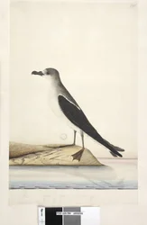 Sida 96. Bird of Norfolk Island