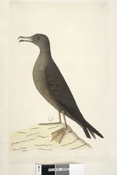 Sida 97. Bird of Norfolk Island vanligen kallad fårköttsfågel, ritad kil i naturlig storlek, Tailed Shearwater Puffinus Pacificus, 1791-92