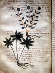 Sida i manuskriptet av Apulee (Lucius Apuleius) (ca 125-ca 180), "På örternas styrka", 800- eller 900-talet. Lucca, statsbiblioteket.