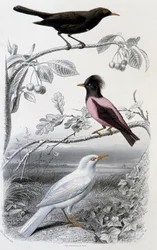 Naturhistorisk tallrik: Koltrast, vit koltrast och rosa koltrast - i ””Oeuvres de Buffon””, red. Furne Jouvet & cie, Paris