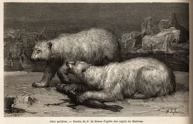 Isbjörnar på isen och slår en säl som de just fångat. Gravyr för att illustrera resan till den arktiska polens fria hav, av doktor Hayes, kirurg vid den amerikanska flottan, 1860-1862, publicerad i "Le tour du monde, nouveau journal des voyag