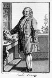 Porträtt av Carl Von Linné svensk naturforskare och författare (1707 - 1778). Sd. gravyr från 1800-talet.