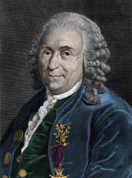 Porträtt av Charles Linne (Carl von Linne, Linneus 1707-1778), svensk naturforskare. Gravyr av 1800-talet.