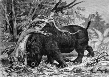 Förhistoria: dinosaurie av perissodactyl-familjen, förfader till noshörningen, avracinerar ett träd. Gravyr av 1800-talet fn