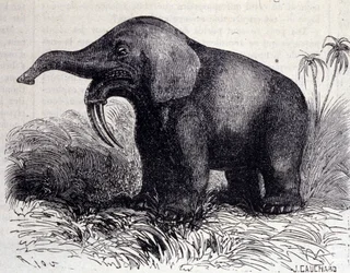 Förhistoria: representation av en Dinotherium, typ av patchyderm.