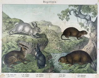 Kanin, bäver - i "" Natural History of Mammals", red. Schreiber