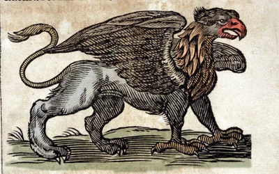Representation av en griffon, fantastisk varelse halv örn halv lejon. Gravyr från ett verk av Athanasius Kircher (1601 - 1680), jesvit, orientalist och lärd.