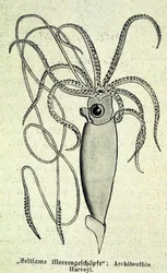Representation av en Architeuthis Harveyi, jättebläckfisk.
