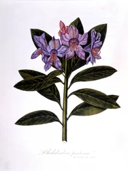 Rhododendron (Rhododendrumbroar).