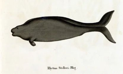 Rhytina Stelleri även kallad marinko Steller, exemplar försvann på 1700-talet.